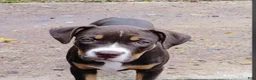 Staffordshire Bull Terrier dogs for sale: XL bully - Ad 5