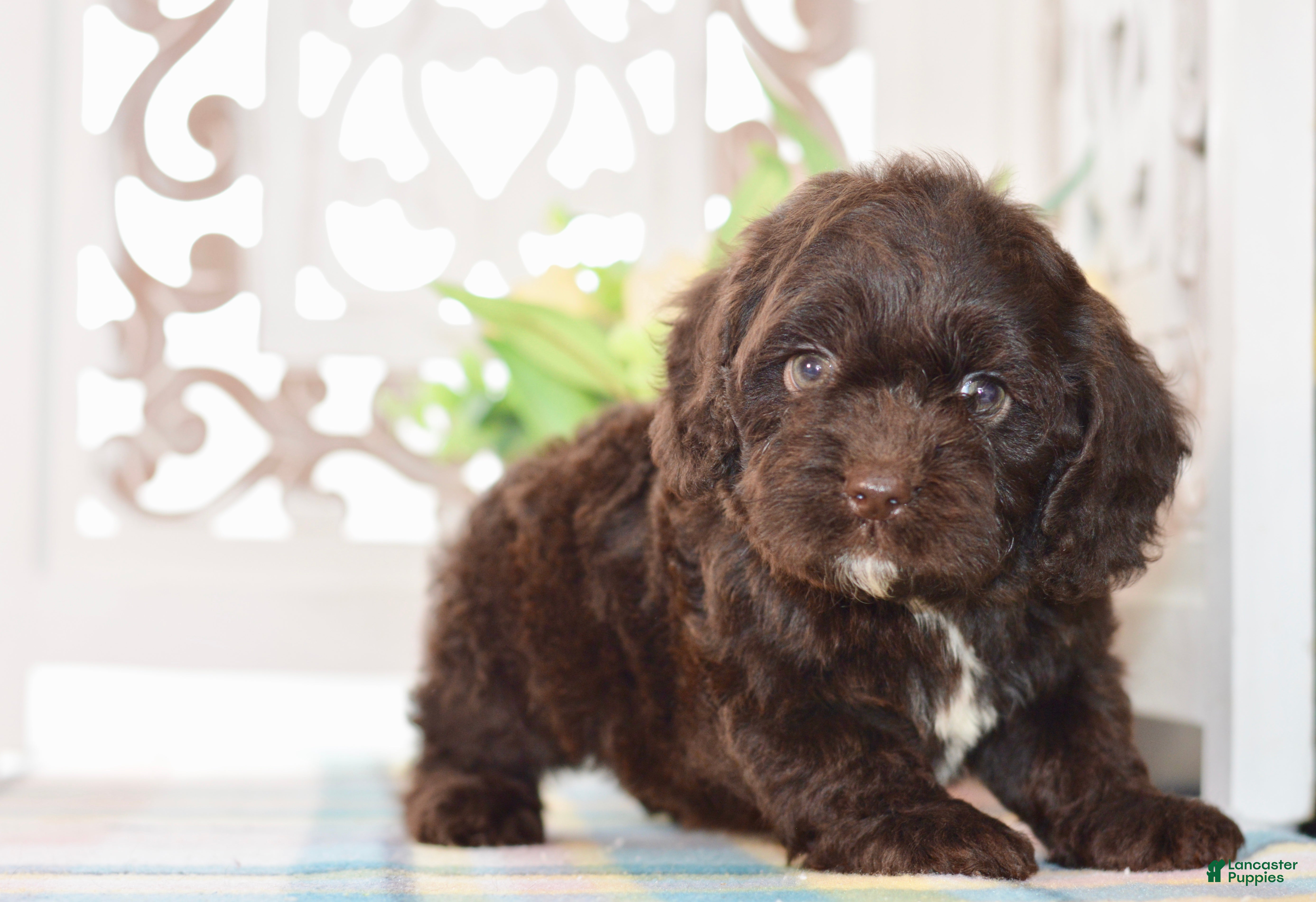 Cockapoo dogs Claire - Ad 2