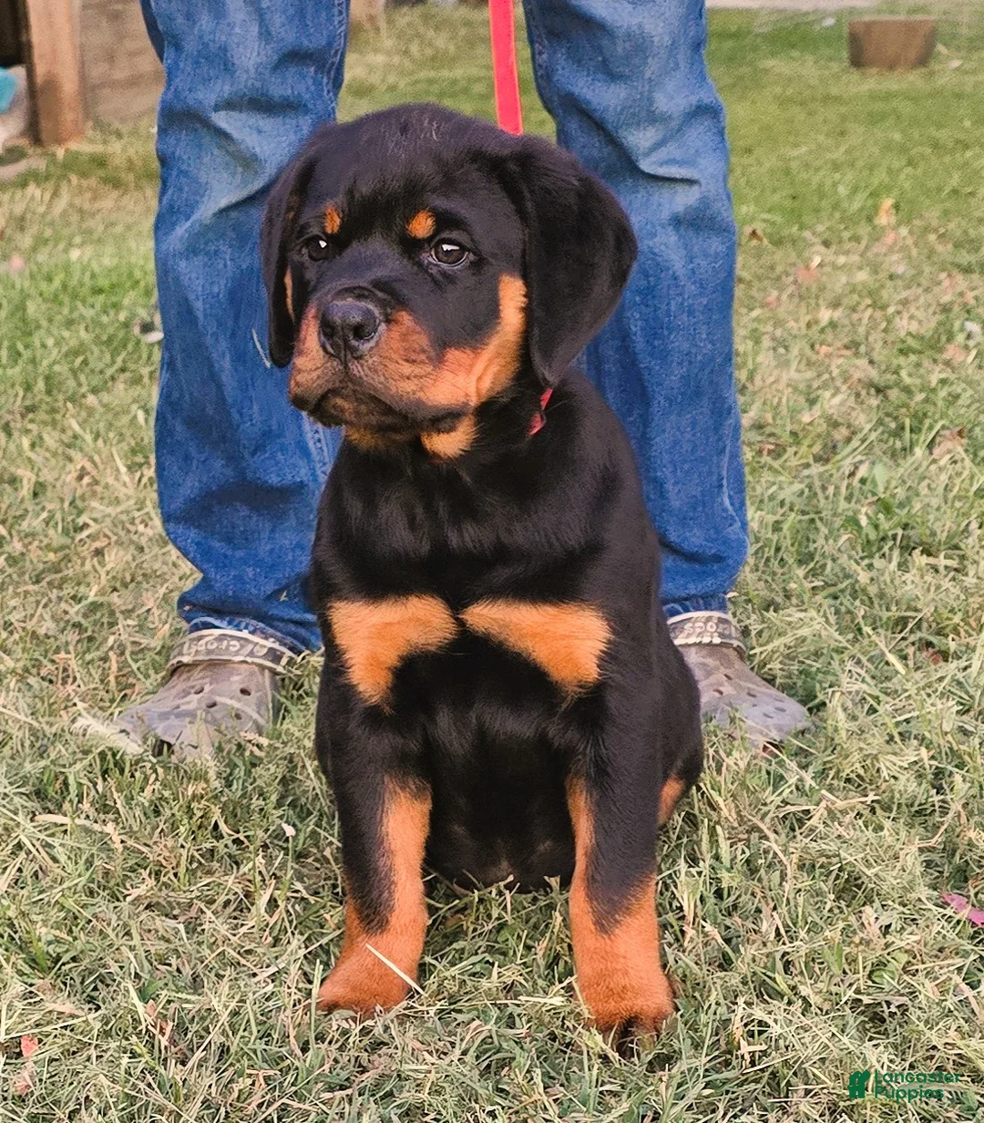 Gallery Image {{count}}