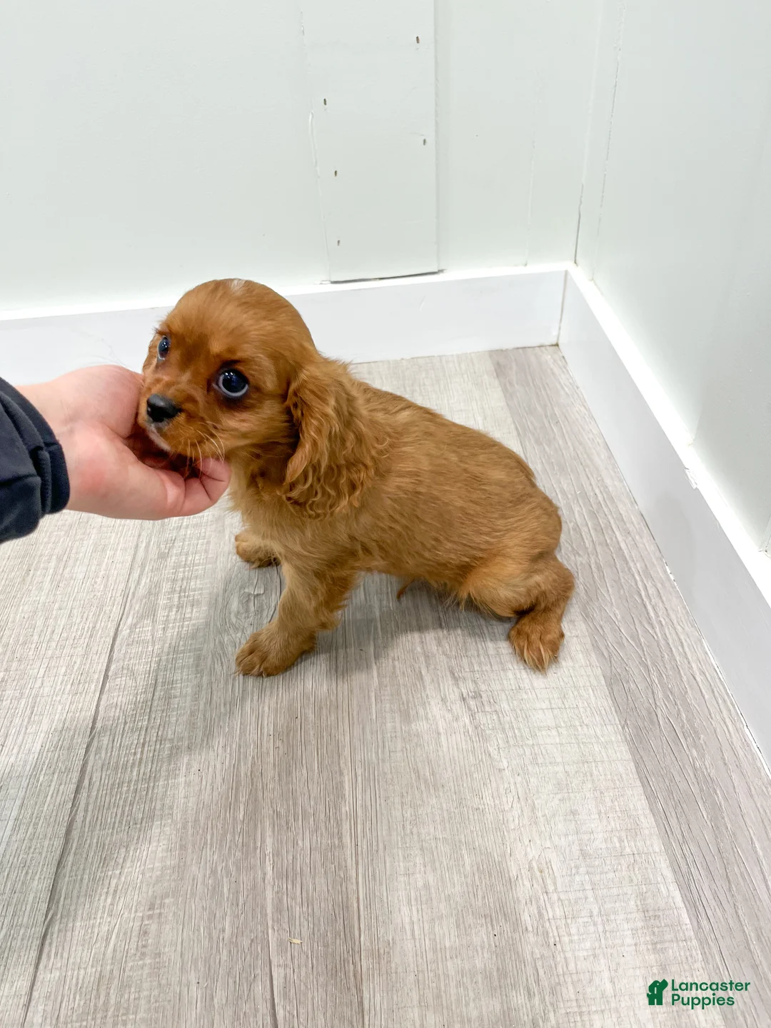 Cavalier King Charles Spaniel dogs for sale: Duke - Ad 6