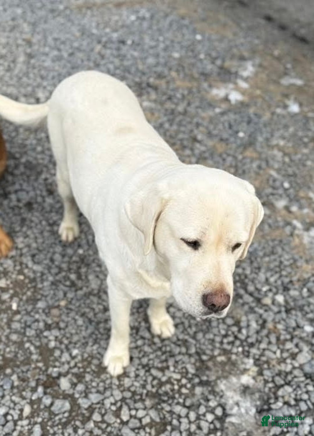 Labrador Retriever dogs for sale: Labrador Retriever Puppy 3 - Ad 4