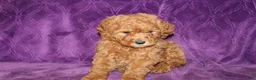 Mini Goldendoodle dogs for sale: Mini Goldendoodle Cody - Ad 15