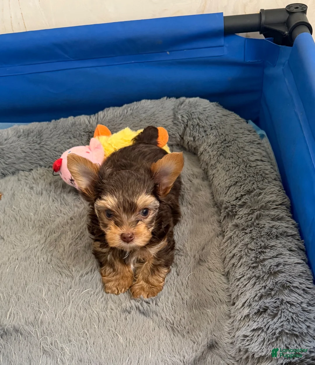 Yorkshire Terrier dogs for sale: Yorkshire Terrier 1 - Ad 1