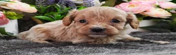 Cavapoo dogs for sale: #5 Male of Kate - Ad 3