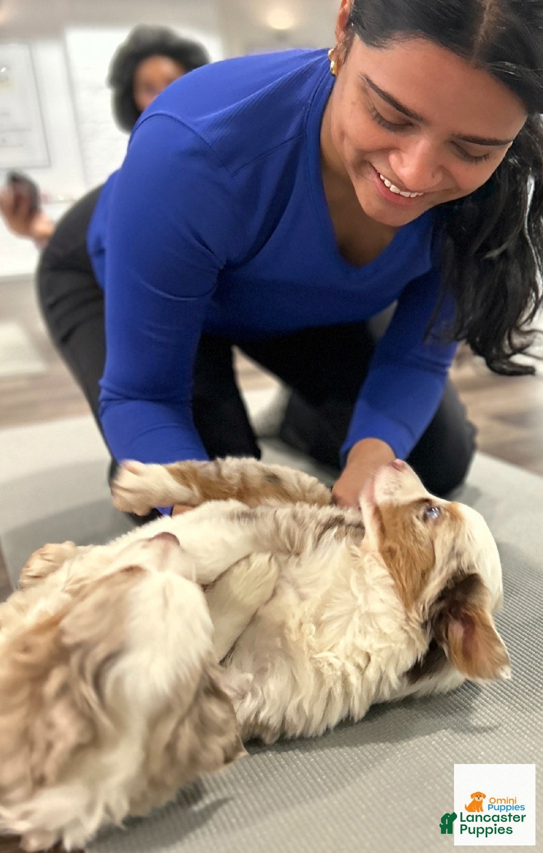 Miniature Australian Shepherd dogs for sale: 🎀 Marshmallow - Ad 5