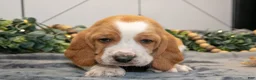 Basset Hound dogs for sale: Gus - Ad 3