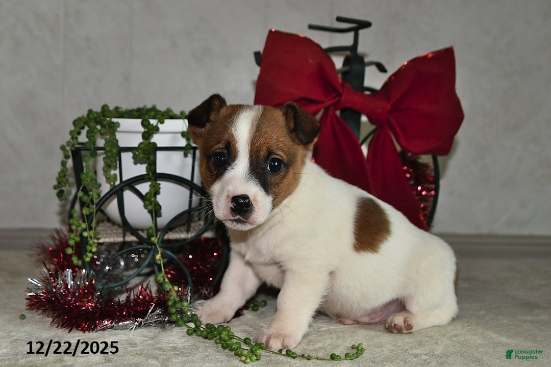 Jack Russell Terrier dogs for sale: Jaden - Ad 2