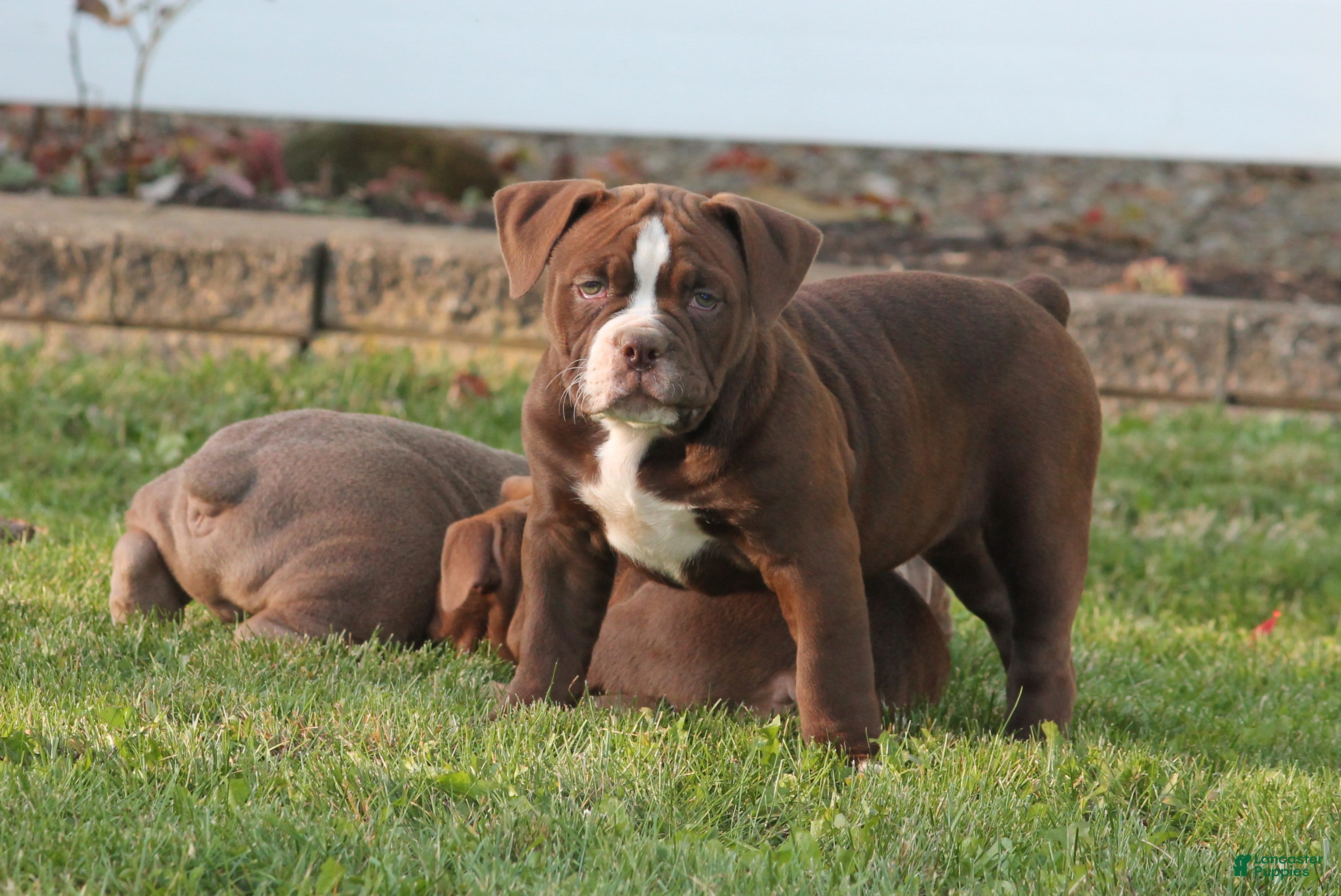 Olde English Bulldogge dogs for sale: Bluegates VERONICA - Ad 2
