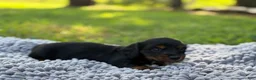 Miniature Dachshund dogs for sale: Black girl - Ad 3