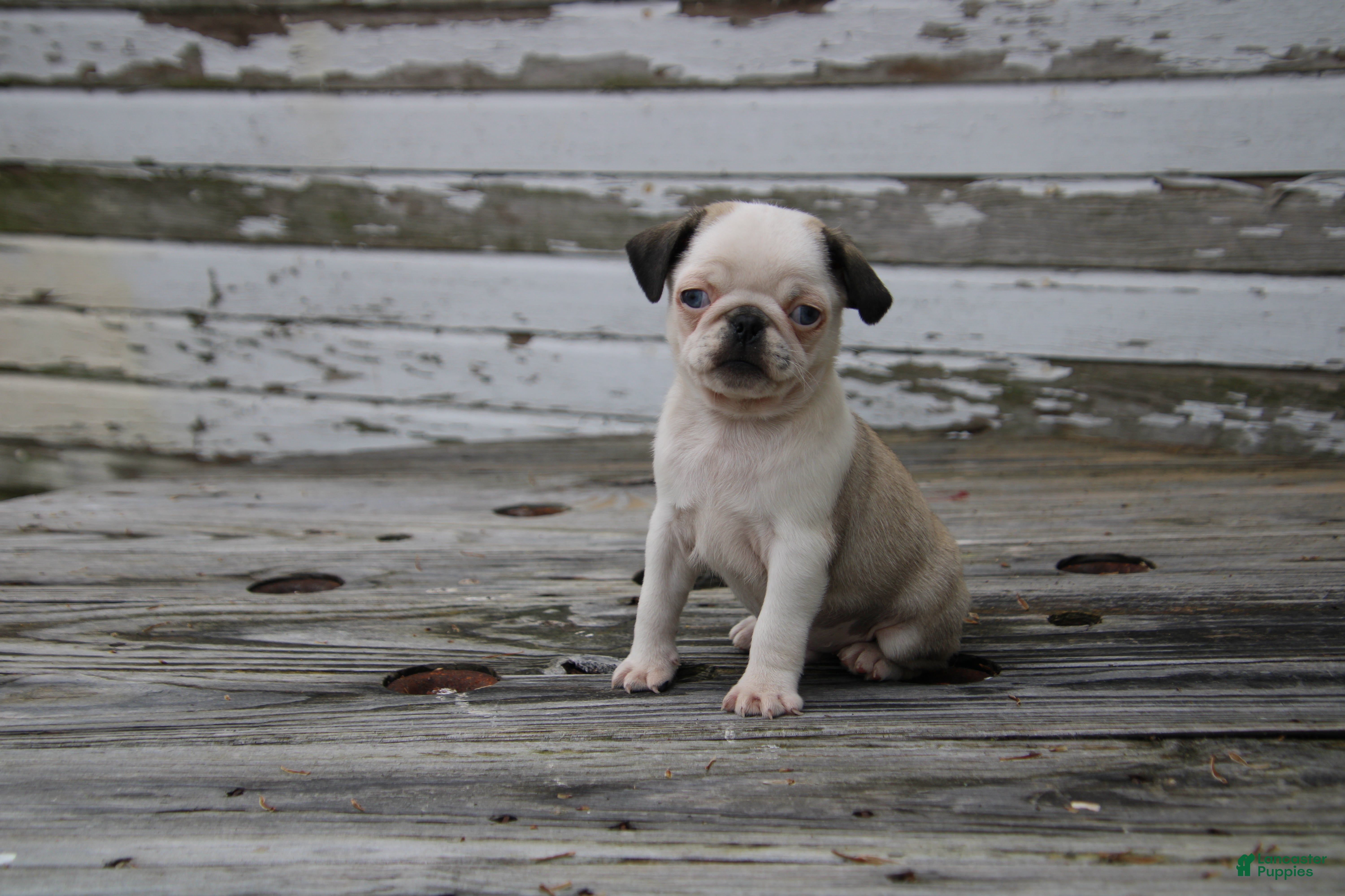 Pug dogs Chevy - Ad 26