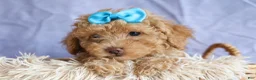Miniature Poodle dogs for sale: ARCHIE - Ad 9