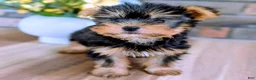Yorkshire Terrier dogs for sale: Rolex - Ad 3