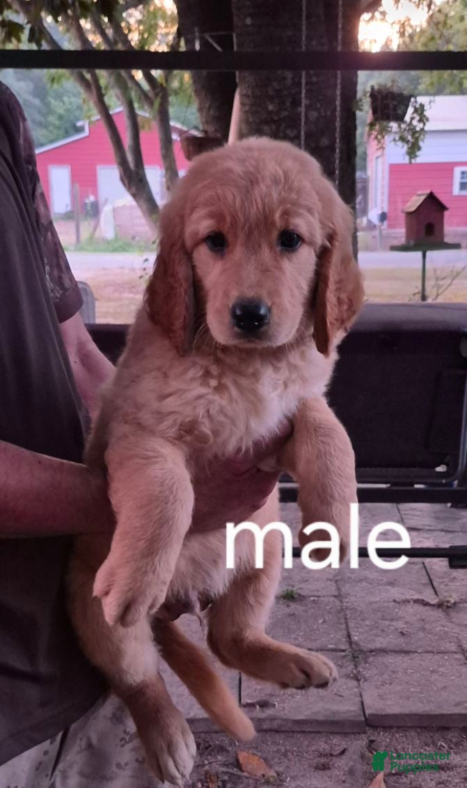 Golden Retriever dogs Boy 2 - Ad 4