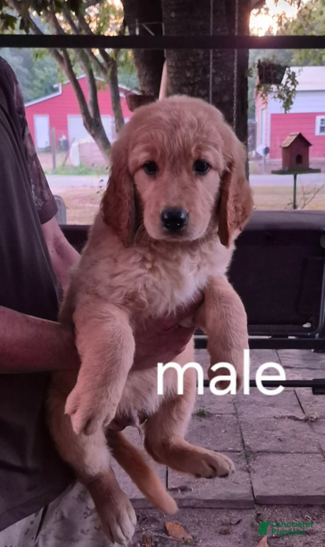 Golden Retriever dogs for sale: Boy 2 - Ad 1