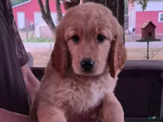 Golden Retriever dogs Boy 2 - Ad 4