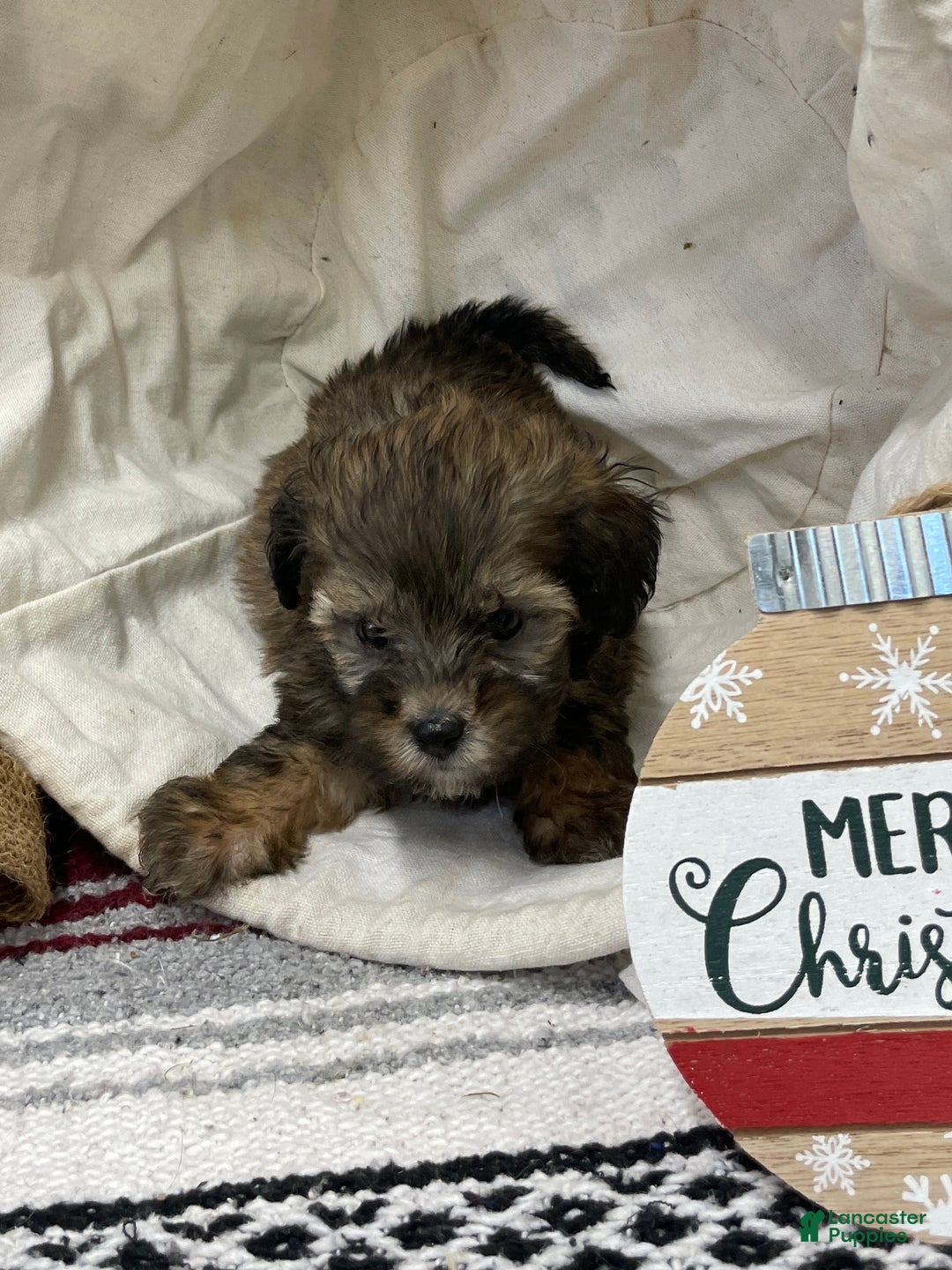 Shihpoo dogs for sale: Camden  - Ad 6