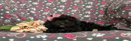 Cavapoo dogs for sale: Amanda 7 lbs Full Grown - Ad 6