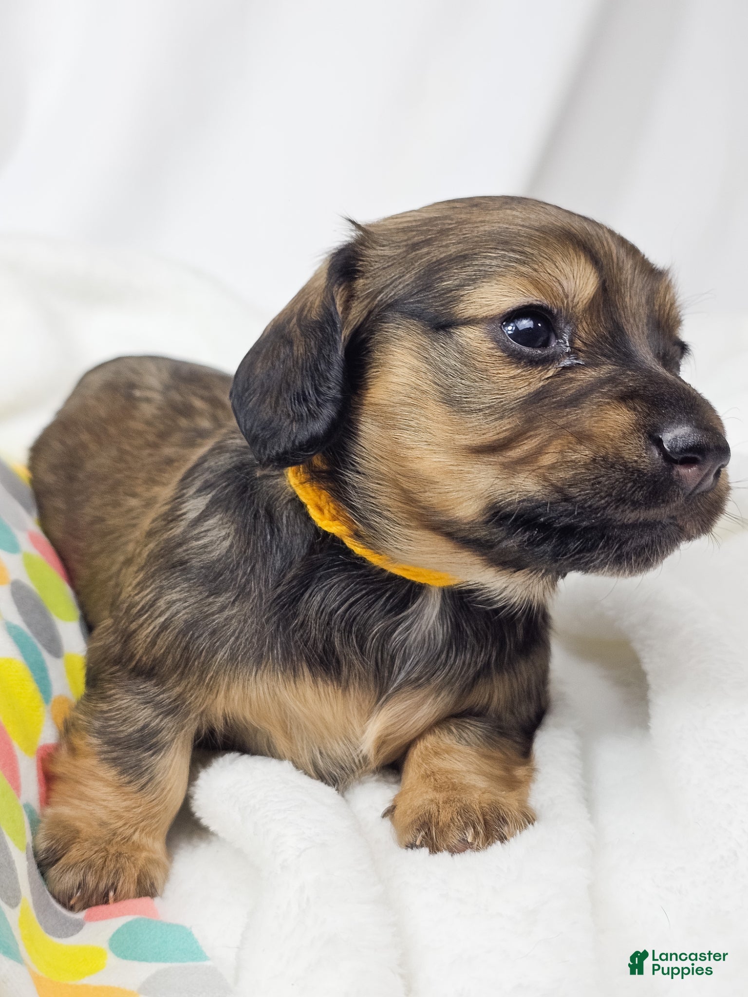 Miniature Dachshund dogs Sunflower - Ad 12