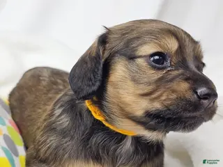 Miniature Dachshund dogs Sunflower - Ad 12