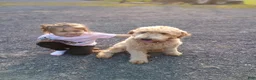 Mini Goldendoodle dogs for sale: Mini-Goldendoodle Puppy 2 - Ad 6