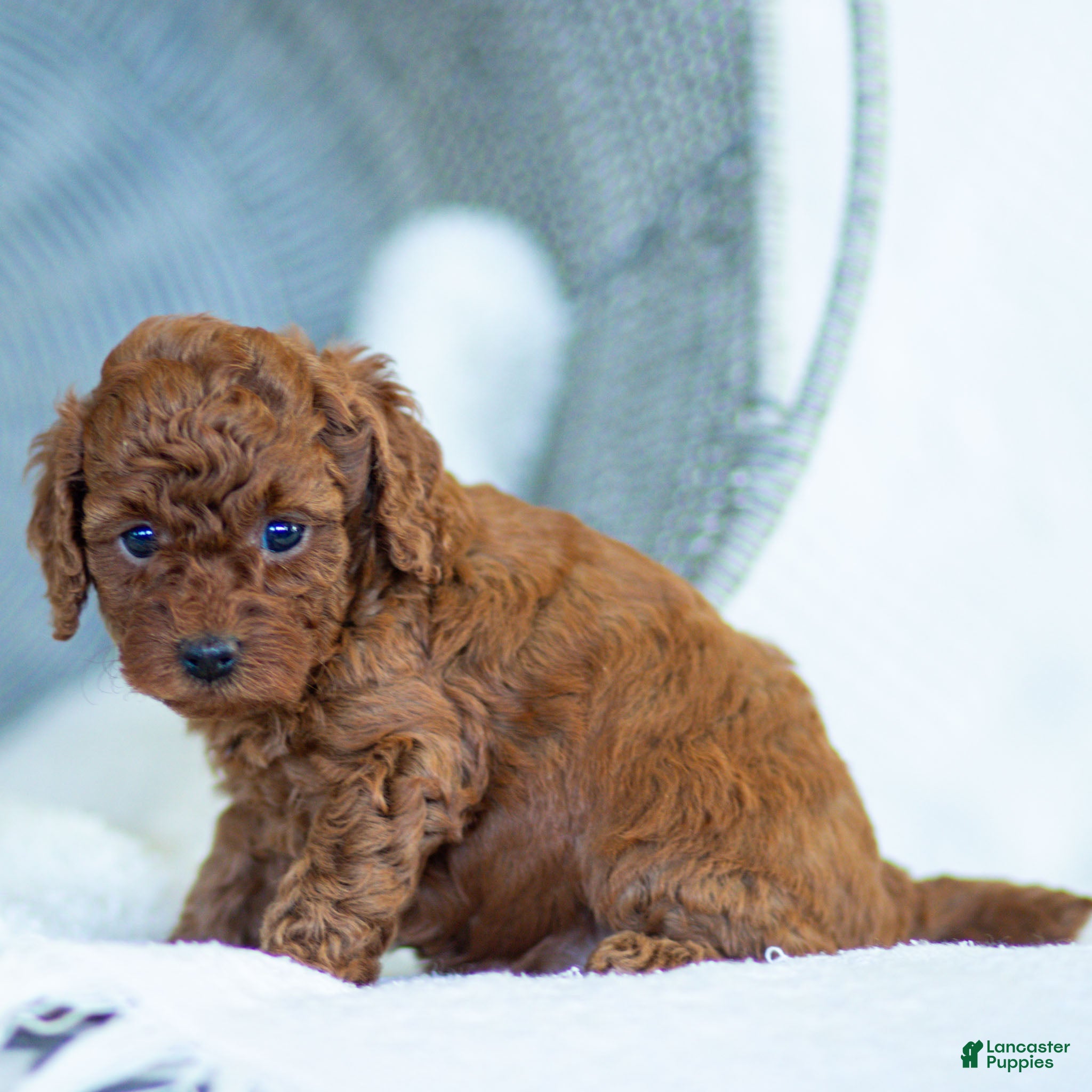 Toy Poodle dogs Roxy Toy Poodle Puppy  - Ad 2