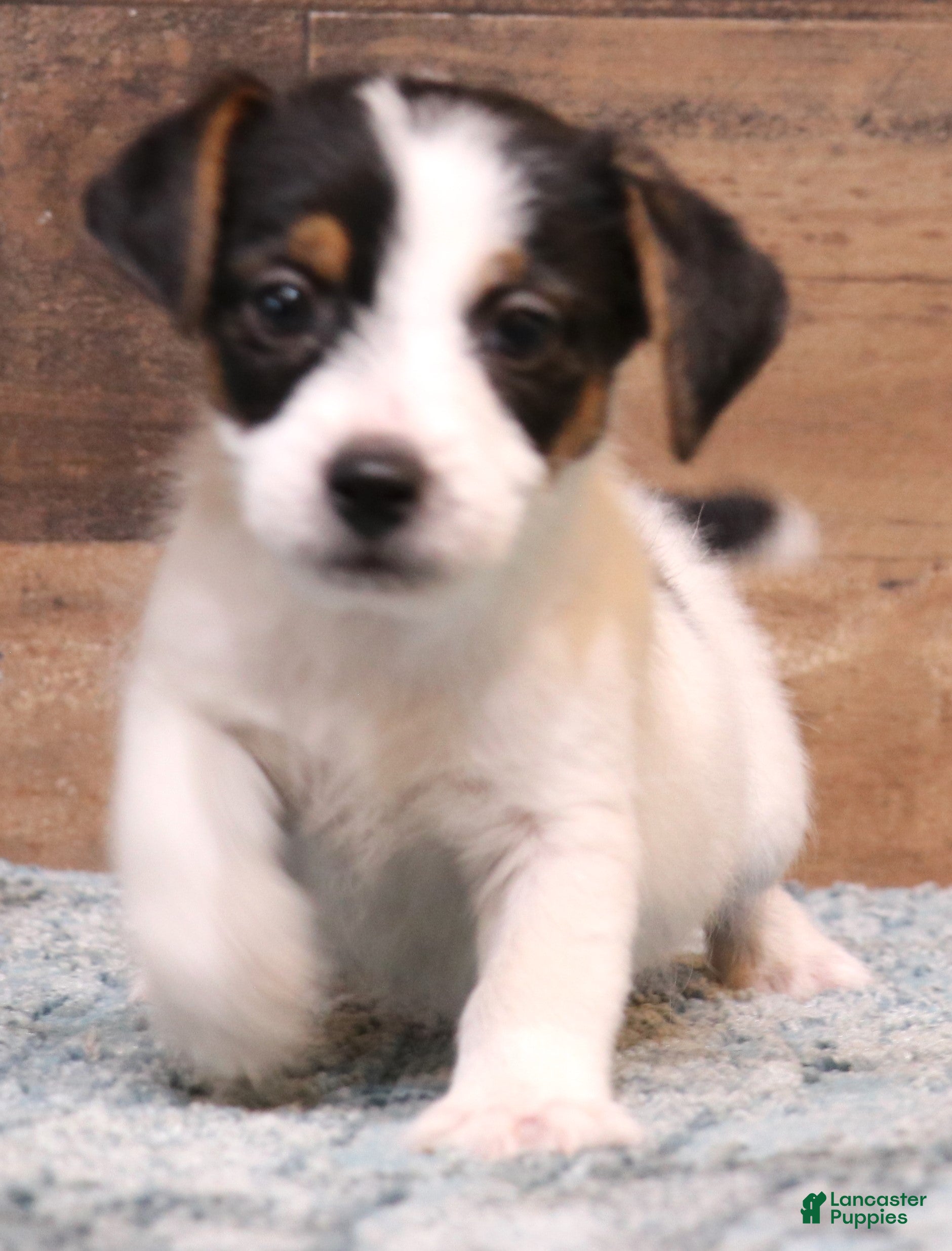 Jack Russell Terrier dogs Waldo shorty male - Ad 3