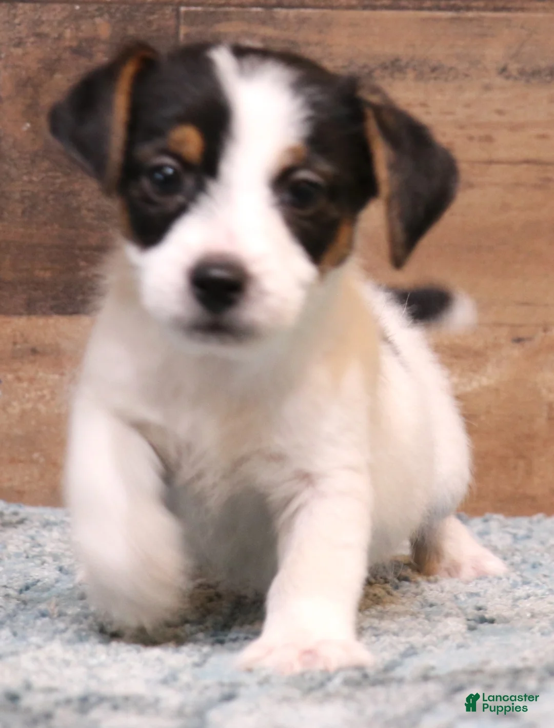 Jack Russell Terrier dogs for sale: Waldo shorty male - Ad 1