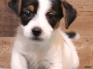 Jack Russell Terrier dogs Waldo shorty male - Ad 3