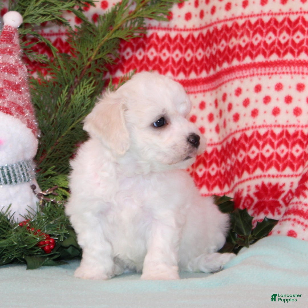 Bichpoo dogs for sale: Yolonda - Ad 3