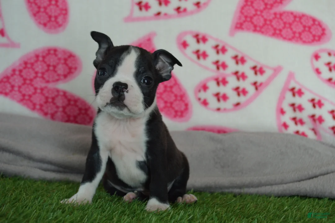 Boston Terrier dogs for sale: Lance - Ad 3