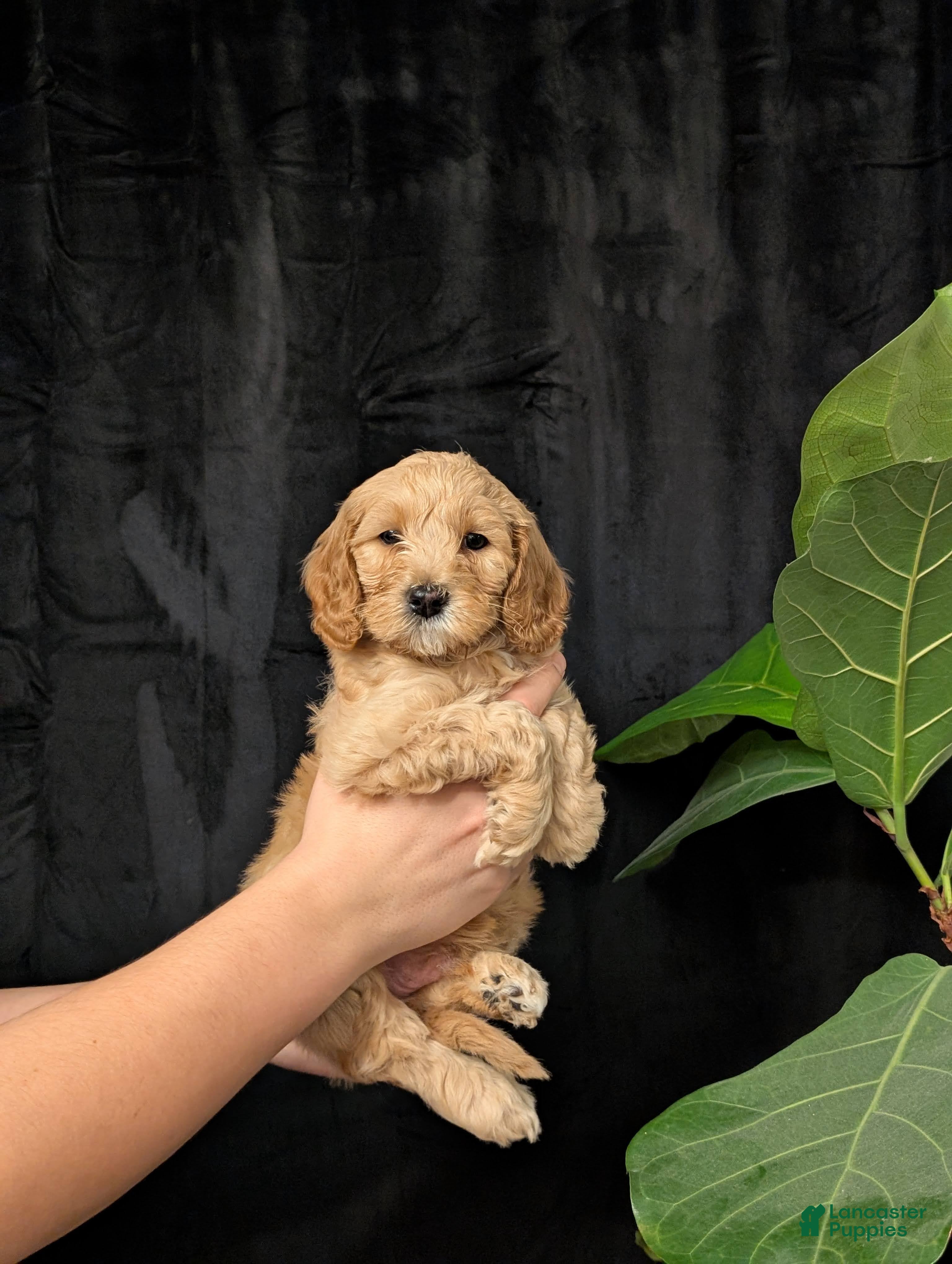 Cavapoo dogs Everest - Ad 1