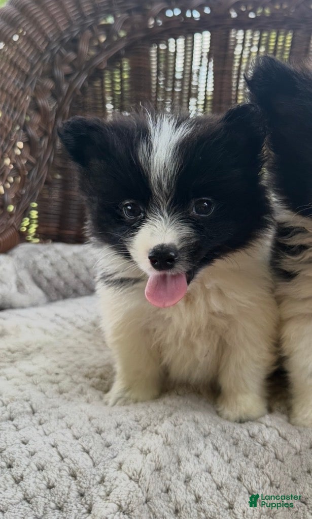 Pomeranian dogs Mario  - Ad 24
