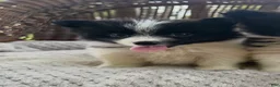 Pomeranian dogs for sale: Mario  - Ad 1