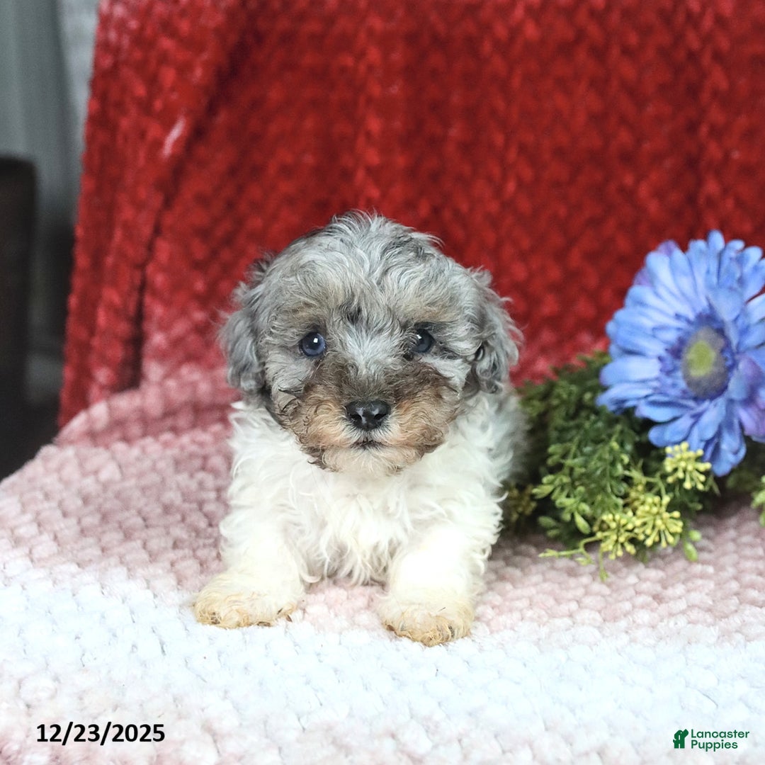 Miniature Poodle dogs for sale: Murphy - Ad 3