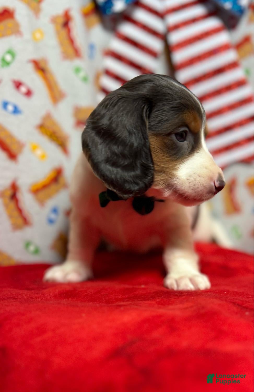 Dachshund dogs Dachshund 1 - Ad 2