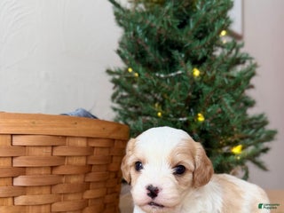 Cavapoo dogs Winter - Ad 21