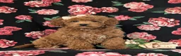 Cockapoo dogs for sale: Tania Hypoallergenic - Ad 3