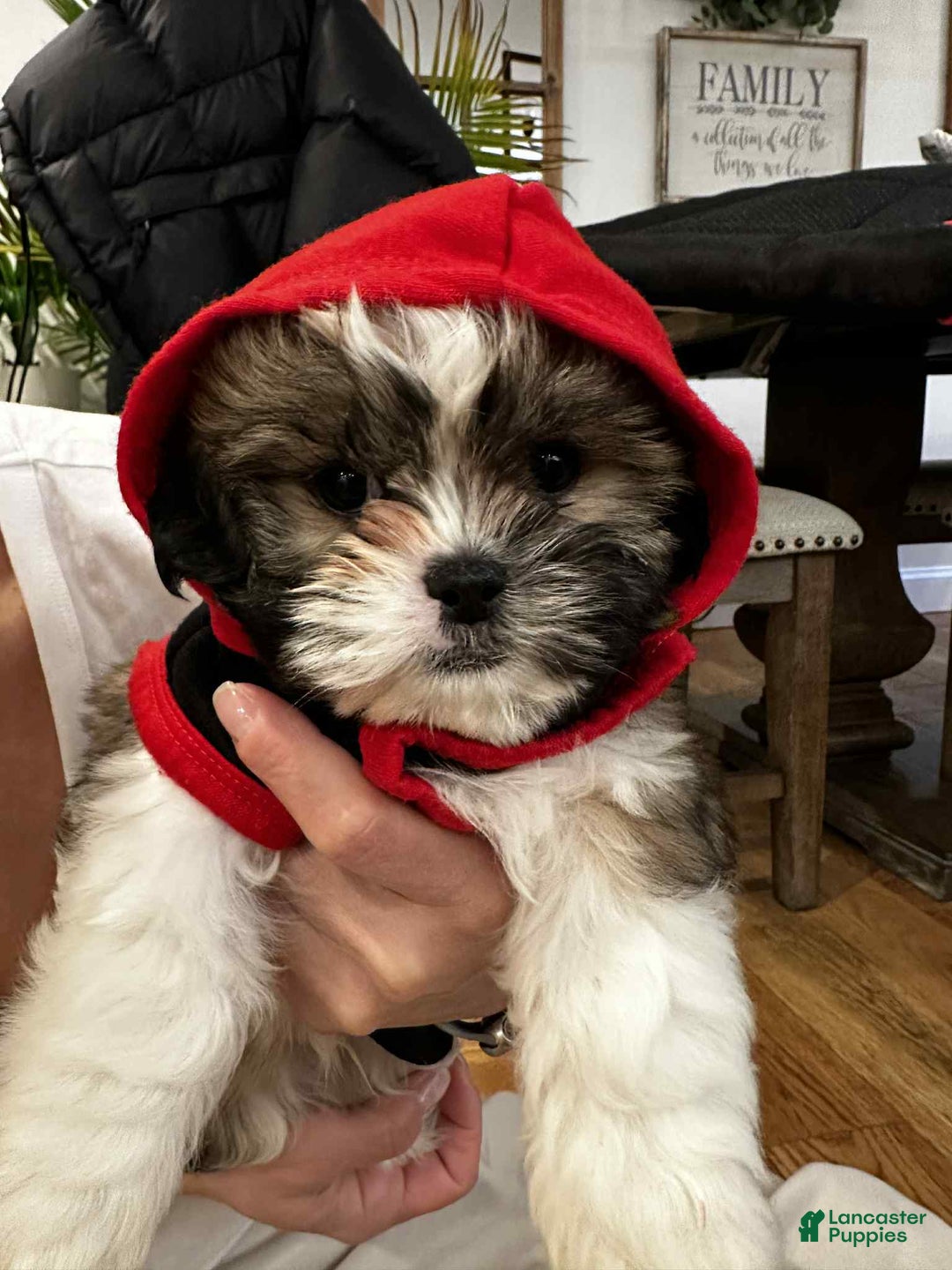 Shih Tzu dogs for sale: Maxie - Ad 1