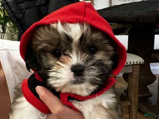 Shih Tzu dogs Maxie - Ad 27