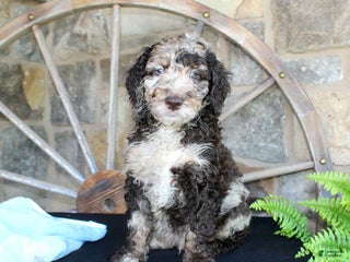 Miniature Labradoodle dogs - Ad 34