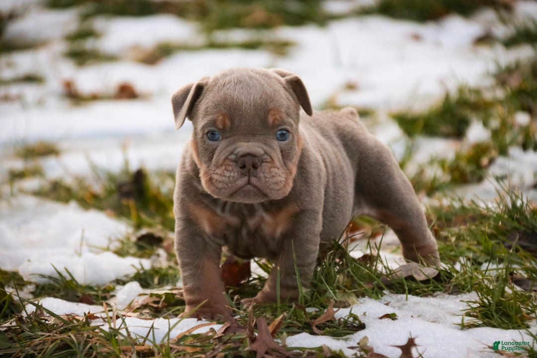 English Bulldog dogs for sale: Titan - Ad 8