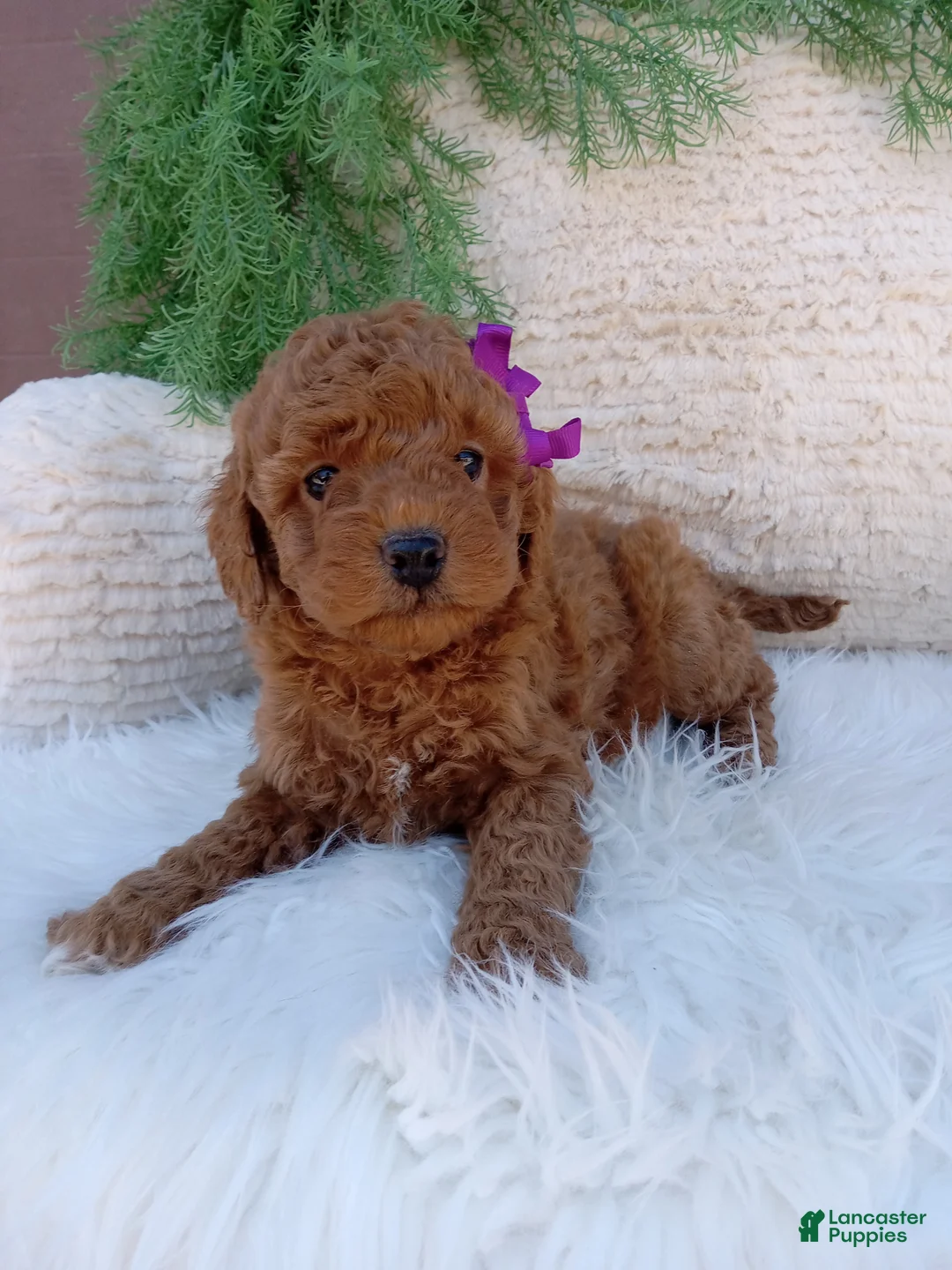 Mini Goldendoodle dogs for sale: Millie - Ad 2