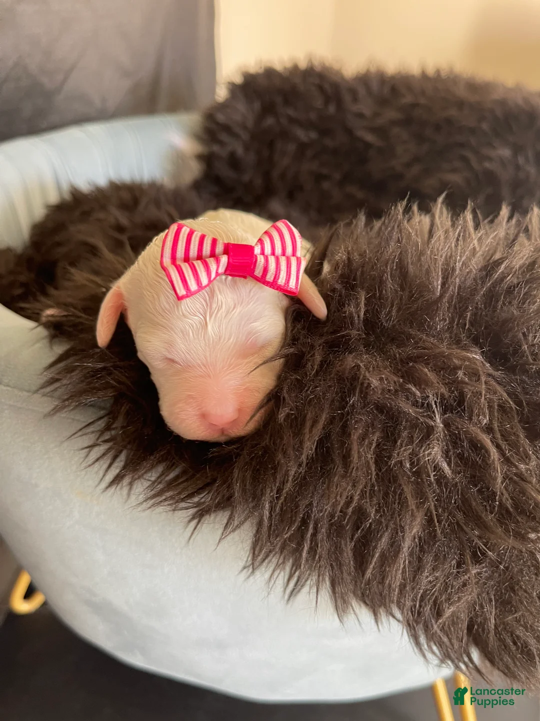 Miniature Poodle dogs for sale: Akc Clear 🧬 Tested Poodle Girl - Ad 14