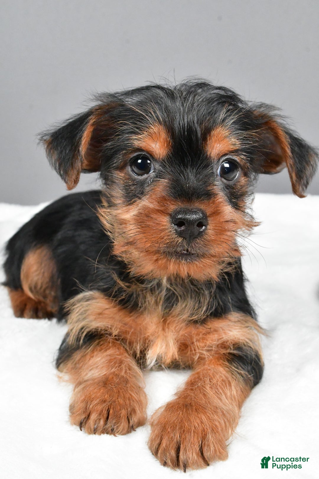 Yorkshire Terrier dogs for sale: Markie - Ad 4
