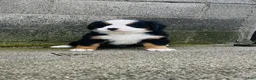 Bernese Mountain Dog dogs for sale: Bennett - Ad 3