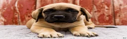 English Mastiff dogs for sale: Morris - Ad 4