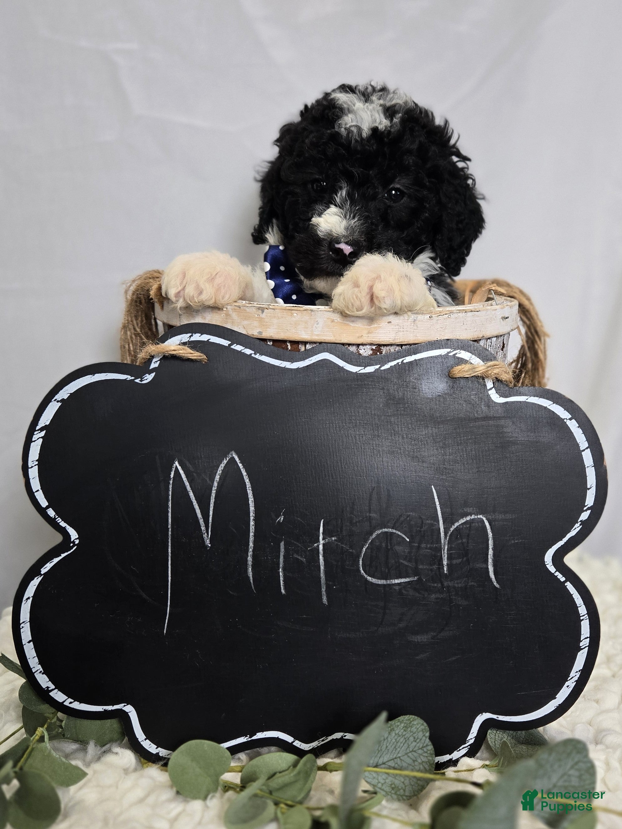 Mini Sheepadoodle dogs Mitch - Ad 2
