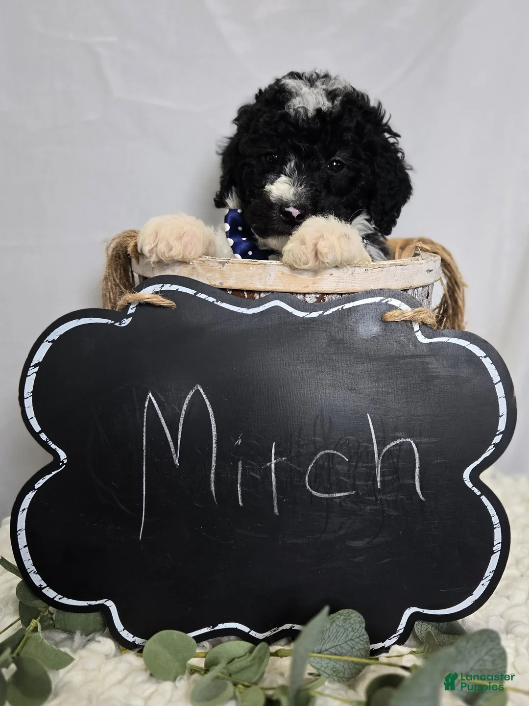 Mini Sheepadoodle dogs for sale: Mitch - Ad 2