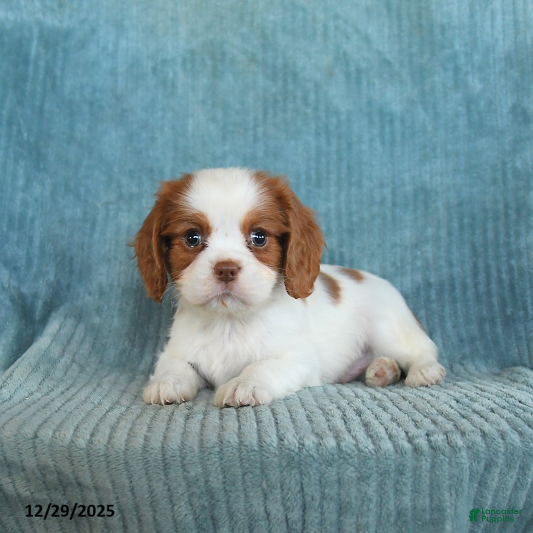 Cavalier King Charles Spaniel dogs for sale: Comet - Ad 4