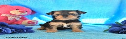 Yorkshire Terrier dogs for sale: Johnny - Ad 1